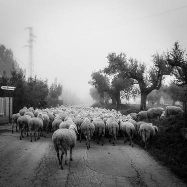 Original Animal Photography by Alessandro Passerini