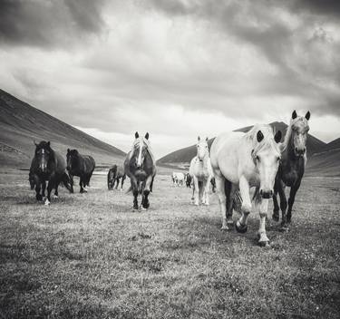 Print of Documentary Horse Photography by Alessandro Passerini