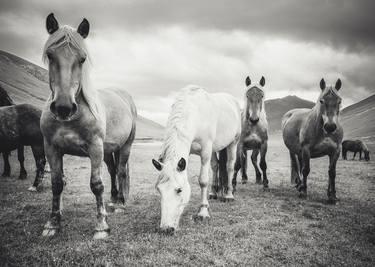 Original Figurative Horse Photography by Alessandro Passerini