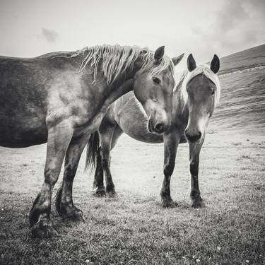 Original Photorealism Horse Photography by Alessandro Passerini