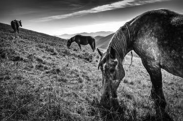 Print of Figurative Horse Photography by Alessandro Passerini