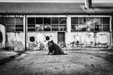 Original Documentary Dogs Photography by Alessandro Passerini