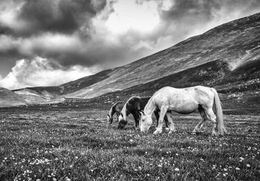 Print of Horse Photography by Alessandro Passerini