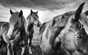 Print of Documentary Horse Photography by Alessandro Passerini