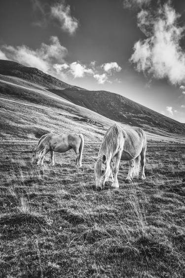 Print of Horse Photography by Alessandro Passerini