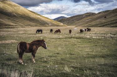 Print of Documentary Horse Photography by Alessandro Passerini