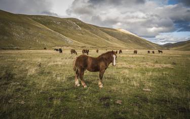 Print of Horse Photography by Alessandro Passerini