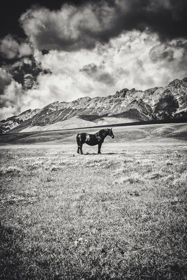 Print of Documentary Horse Photography by Alessandro Passerini