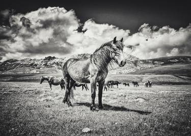 Print of Horse Photography by Alessandro Passerini