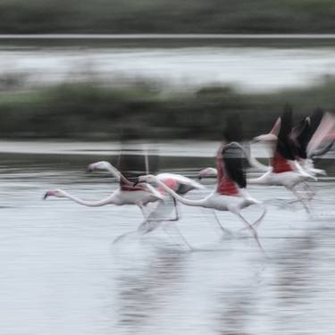 Print of Nature Photography by Alessandro Passerini