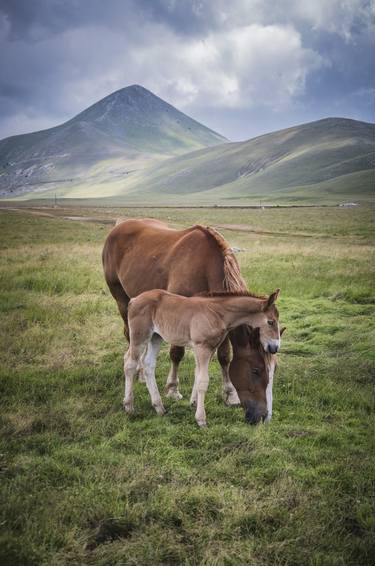 Print of Documentary Animal Photography by Alessandro Passerini