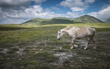 Print of Documentary Animal Photography by Alessandro Passerini