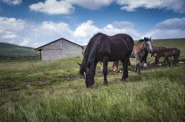 Print of Documentary Animal Photography by Alessandro Passerini