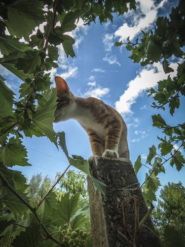 Print of Documentary Animal Photography by Alessandro Passerini