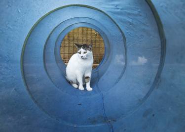 Original Cats Photography by Alessandro Passerini