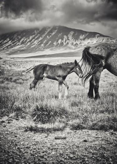 Print of Documentary Horse Photography by Alessandro Passerini