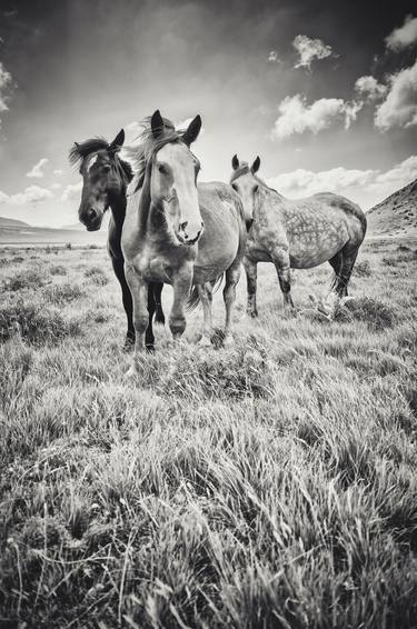 Print of Documentary Horse Photography by Alessandro Passerini