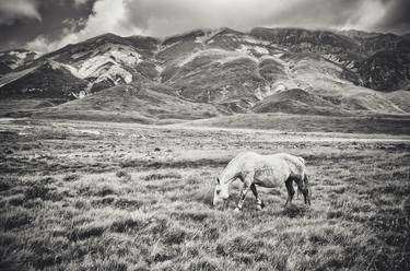 Original Documentary Horse Photography by Alessandro Passerini