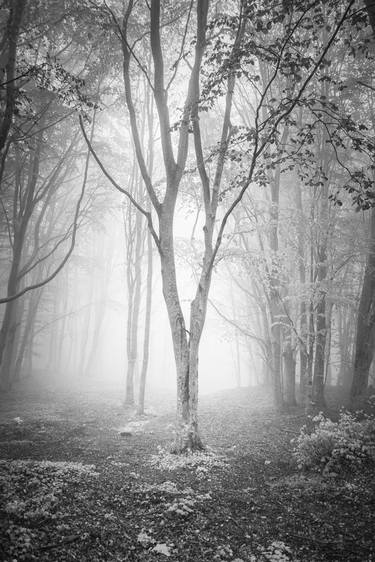 Print of Tree Photography by Alessandro Passerini