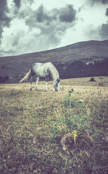 Print of Documentary Horse Photography by Alessandro Passerini