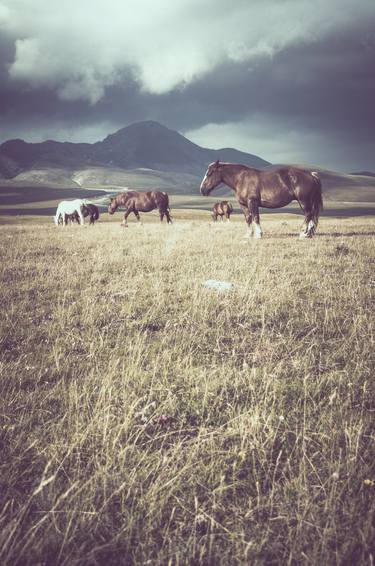 Print of Documentary Horse Photography by Alessandro Passerini