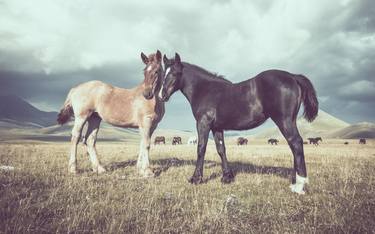 Original Figurative Horse Photography by Alessandro Passerini