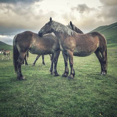 Print of Documentary Horse Photography by Alessandro Passerini