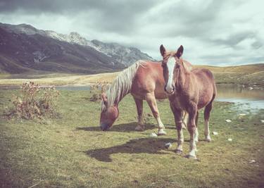 Original Horse Photography by Alessandro Passerini