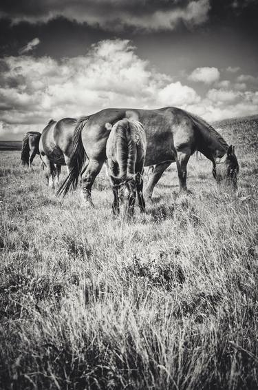 Print of Documentary Horse Photography by Alessandro Passerini