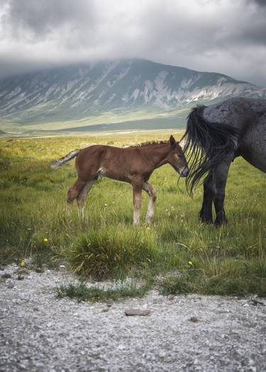 Original Documentary Horse Photography by Alessandro Passerini