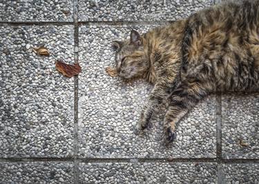Print of Cats Photography by Alessandro Passerini