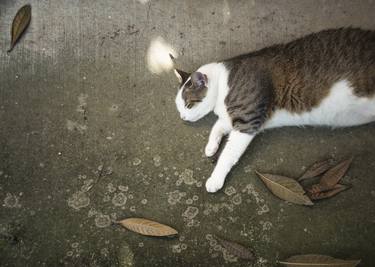Original Documentary Cats Photography by Alessandro Passerini
