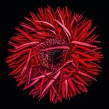 Gerbera under glass I by Dale Grant