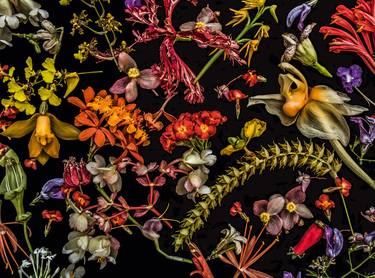 Original Fine Art Floral Photography by Dale Grant