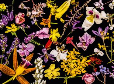 Original Floral Photography by Dale Grant