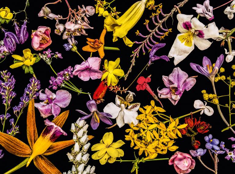 Original Fine Art Floral Photography by Dale Grant