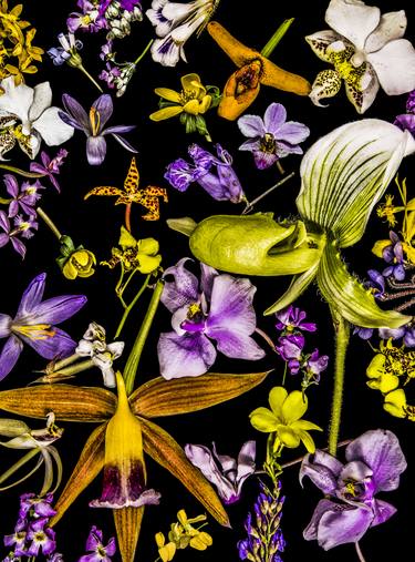 Original Floral Photography by Dale Grant