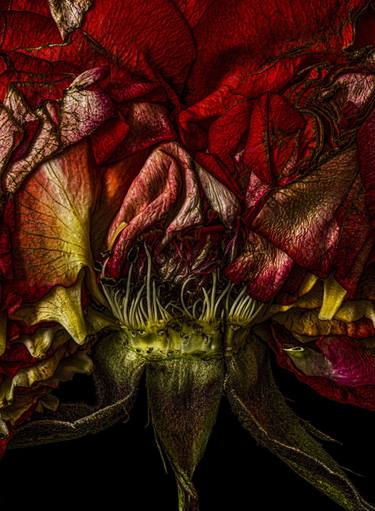 Original Fine Art Floral Photography by Dale Grant