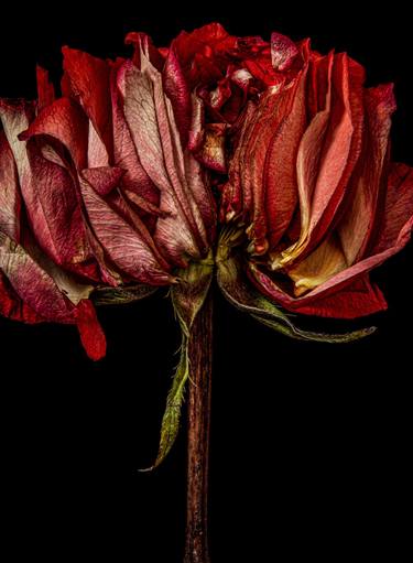 Original Floral Photography by Dale Grant