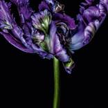 Tulipa i by Dale Grant