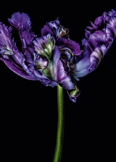 Original Floral Photography by Dale Grant