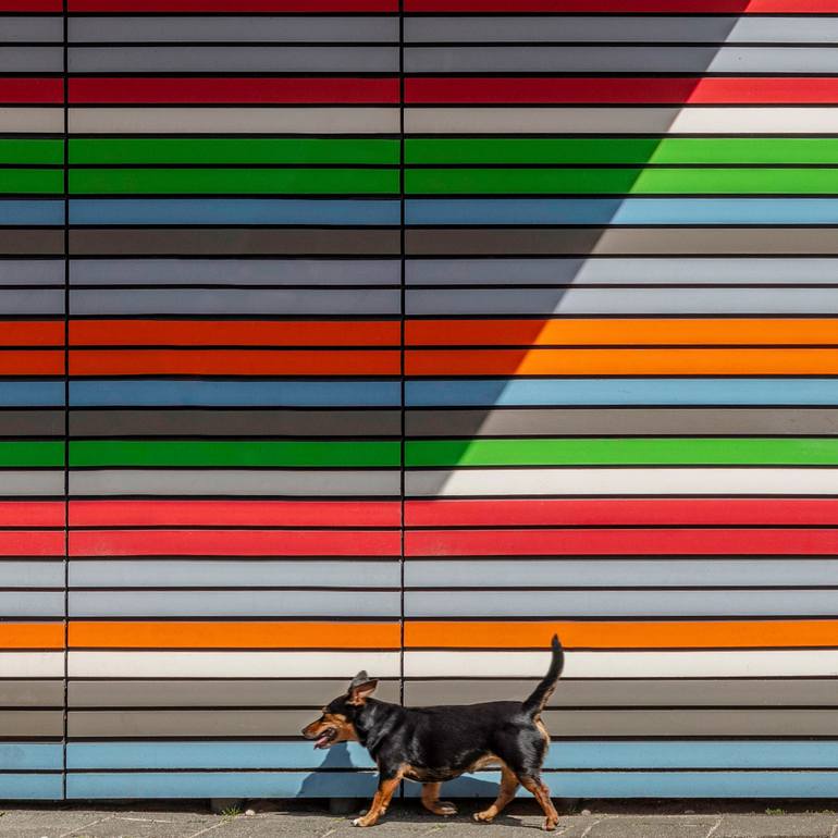 Original Abstract Dogs Photography by Paul Brouns