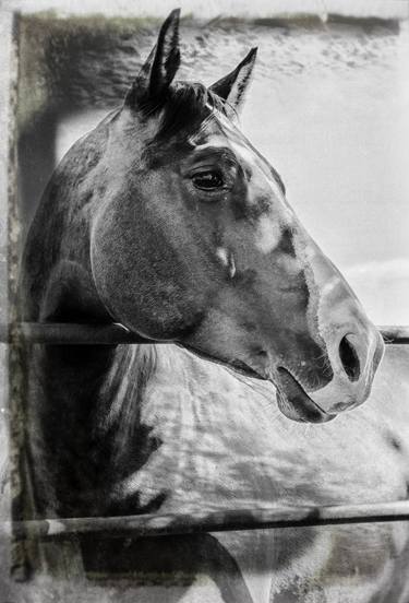 Horse Portrait thumb