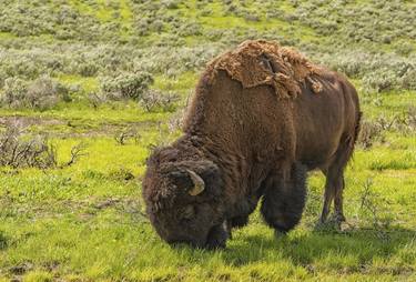 Bison in Yellowstone Park thumb