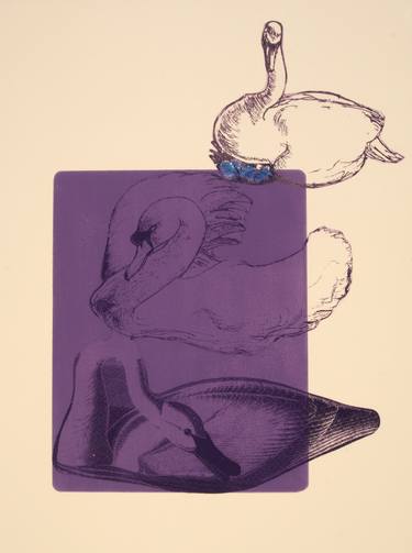 un sygne violet | a purple swan (dark on light) thumb