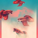 Collection Fresh Fish