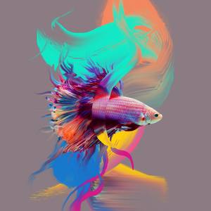 Collection Fresh Fish