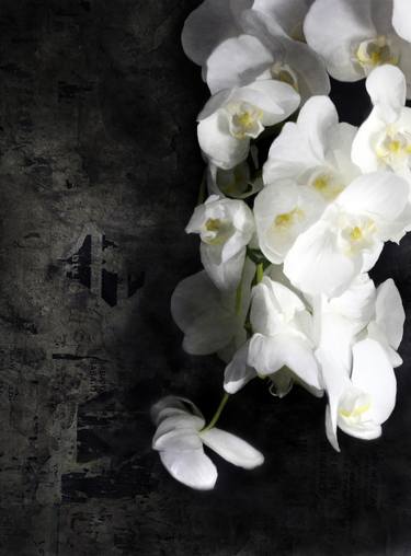 Contemporary White Orchids on Grey thumb