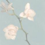 Orchid 2 by elizabeth morello