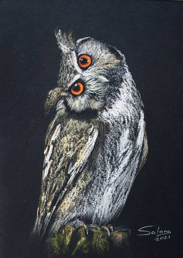 Long-eared owl thumb
